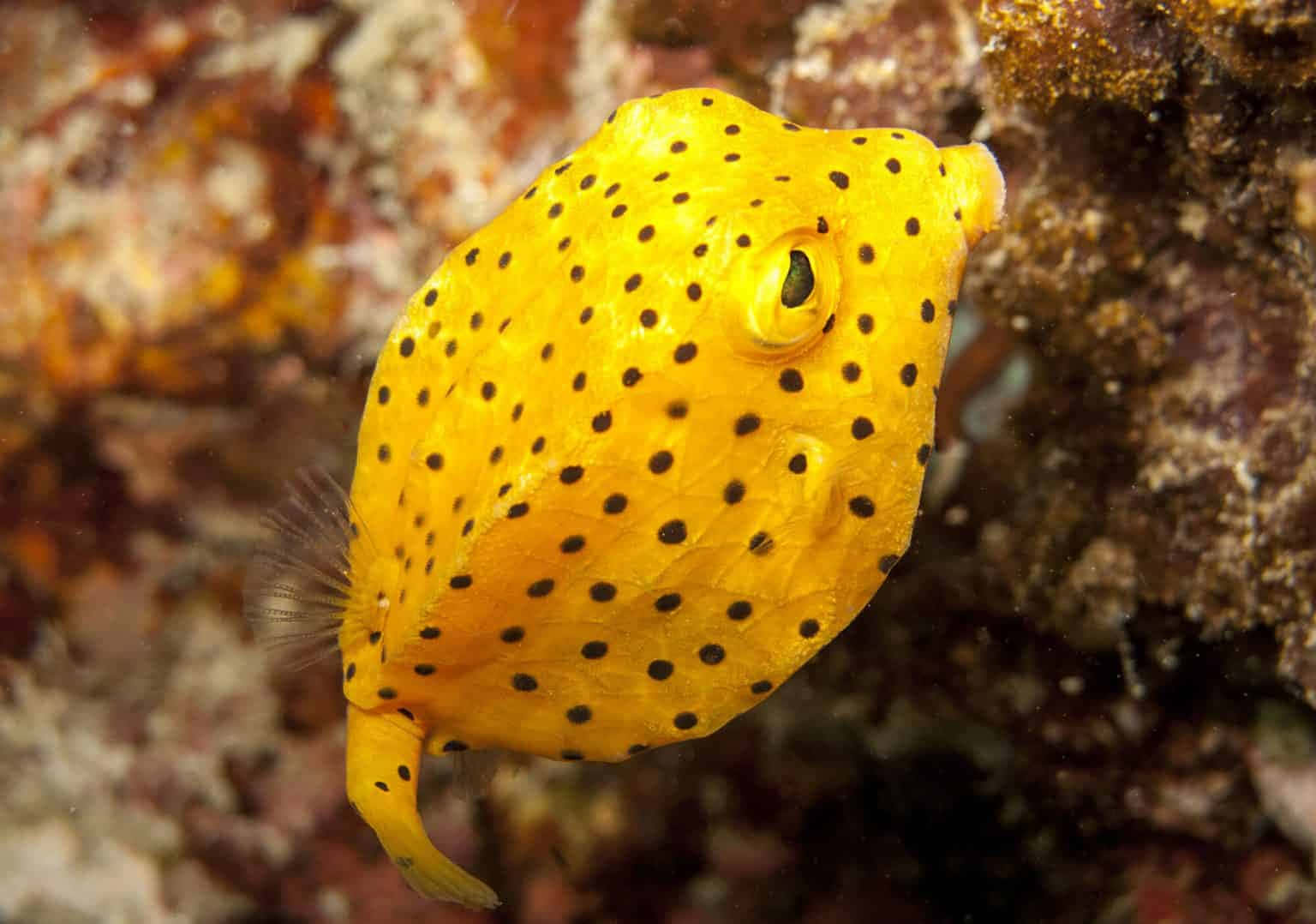 yellow boxfish, black spots, colorful coral reef, HD Desktop Wallpaper