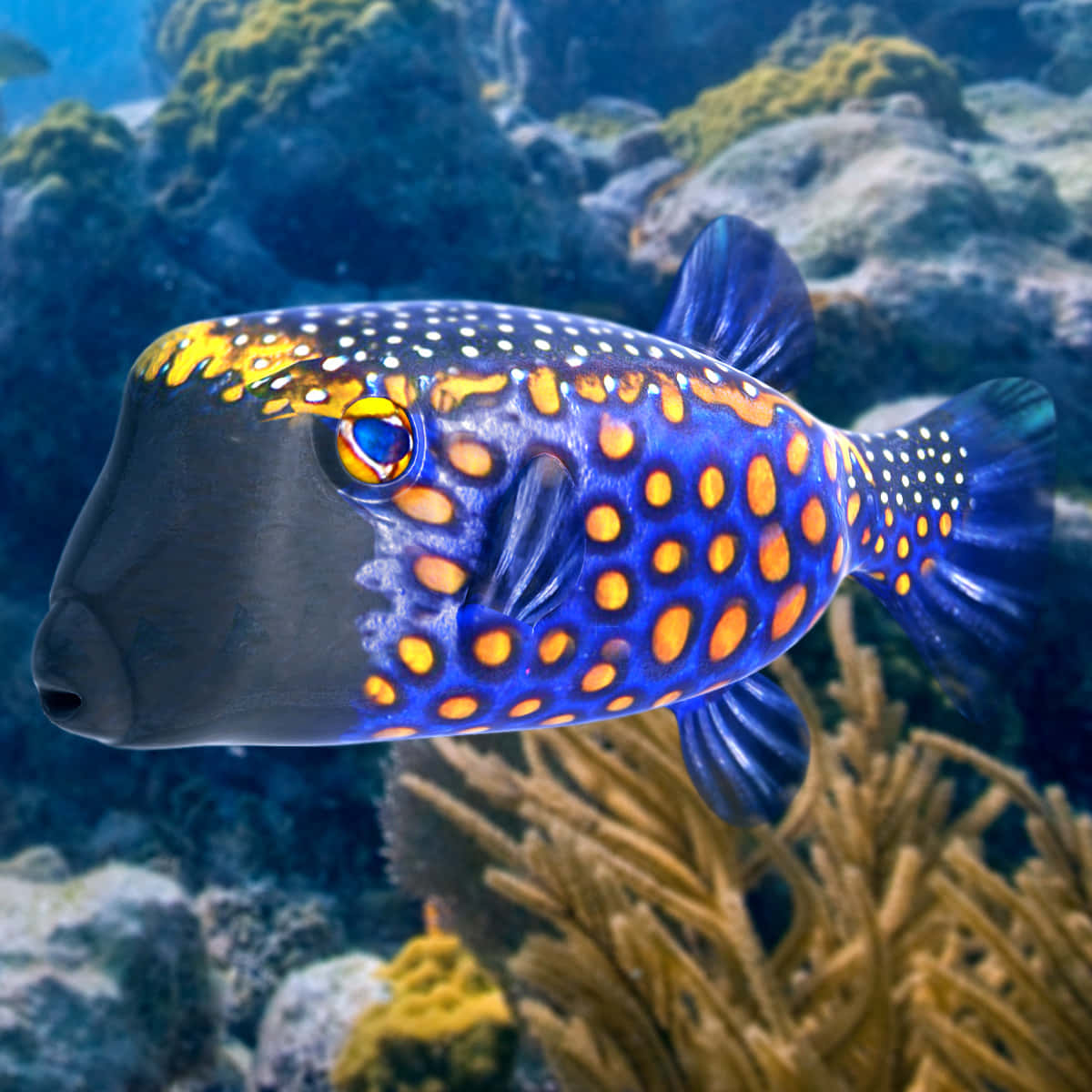 boxfish, vibrant blue and orange spotted, coral reef, SD Desktop Wallpaper