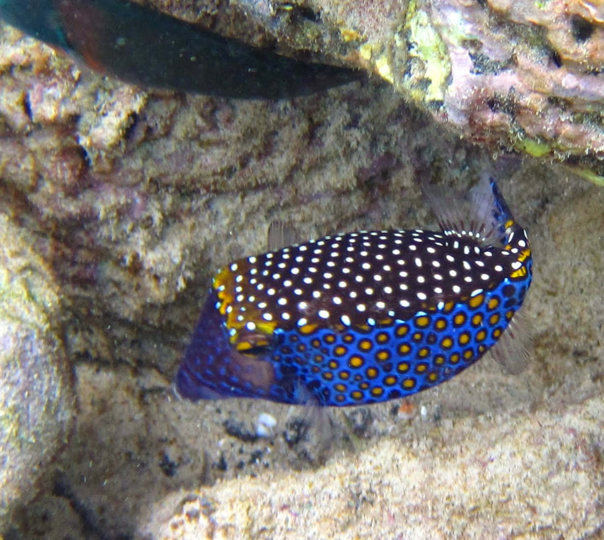 boxfish, blue and yellow spotted, textured coral, SD Desktop Wallpaper