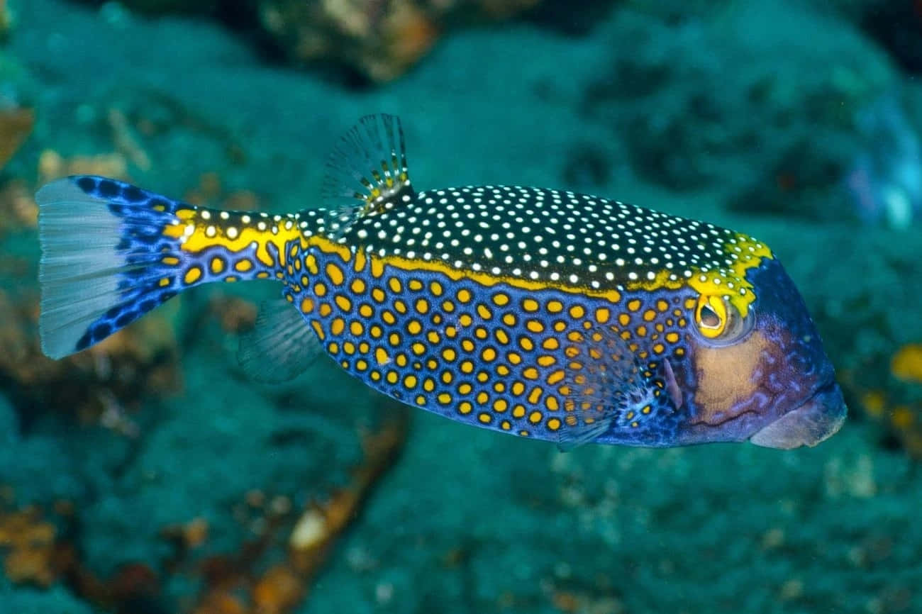 Boxfish, tropical waters, coral reef, HD Desktop Wallpaper