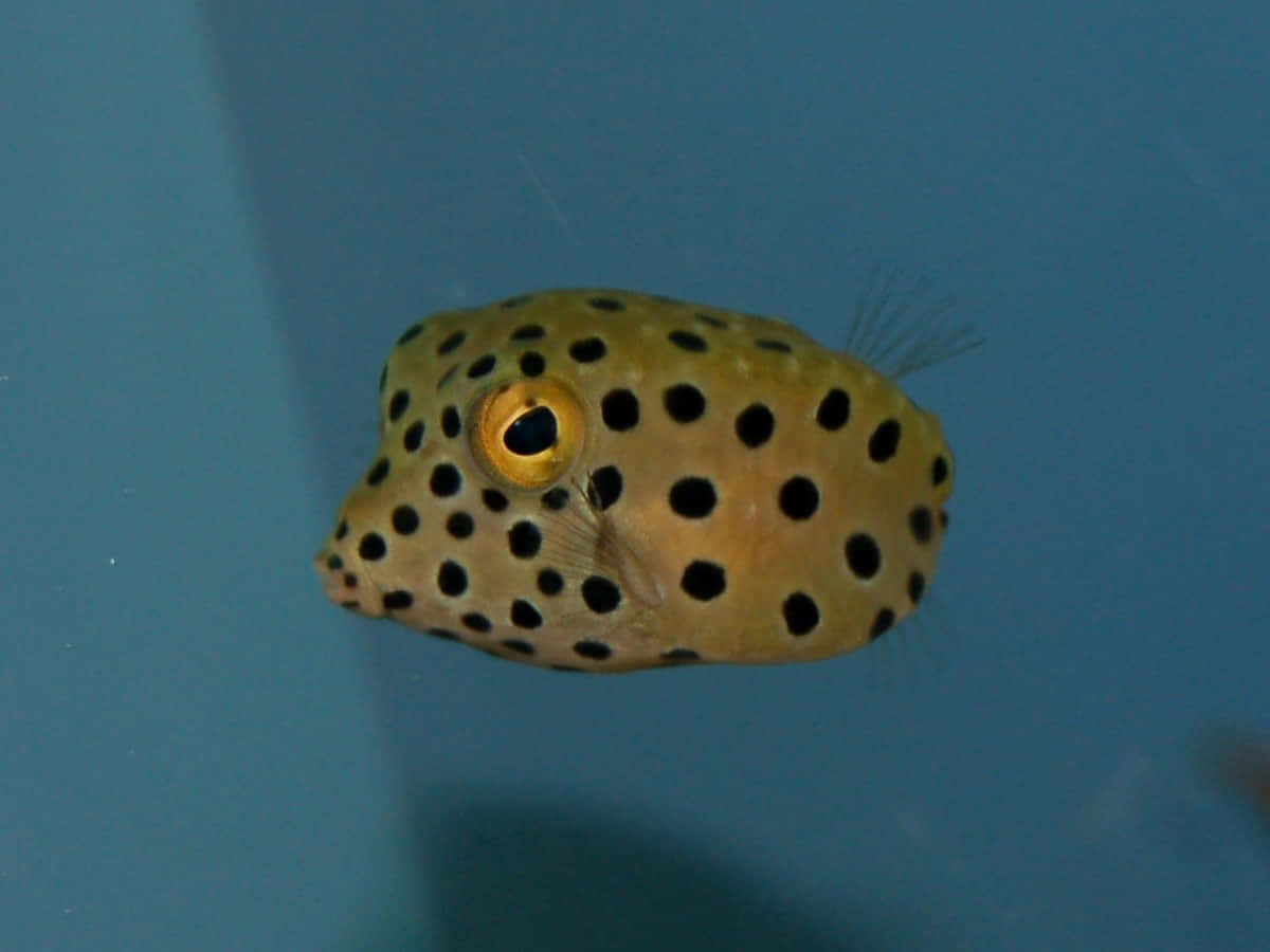 yellow boxfish, black spots, large golden eye, SD Desktop Wallpaper