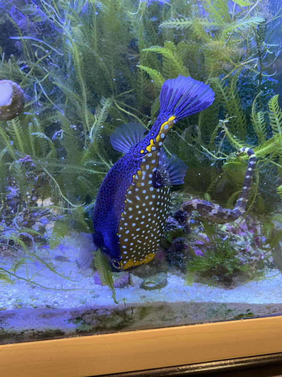 Boxfish, vibrant blue and yellow spotted, lush green aquatic plants, SD Phone Wallpaper
