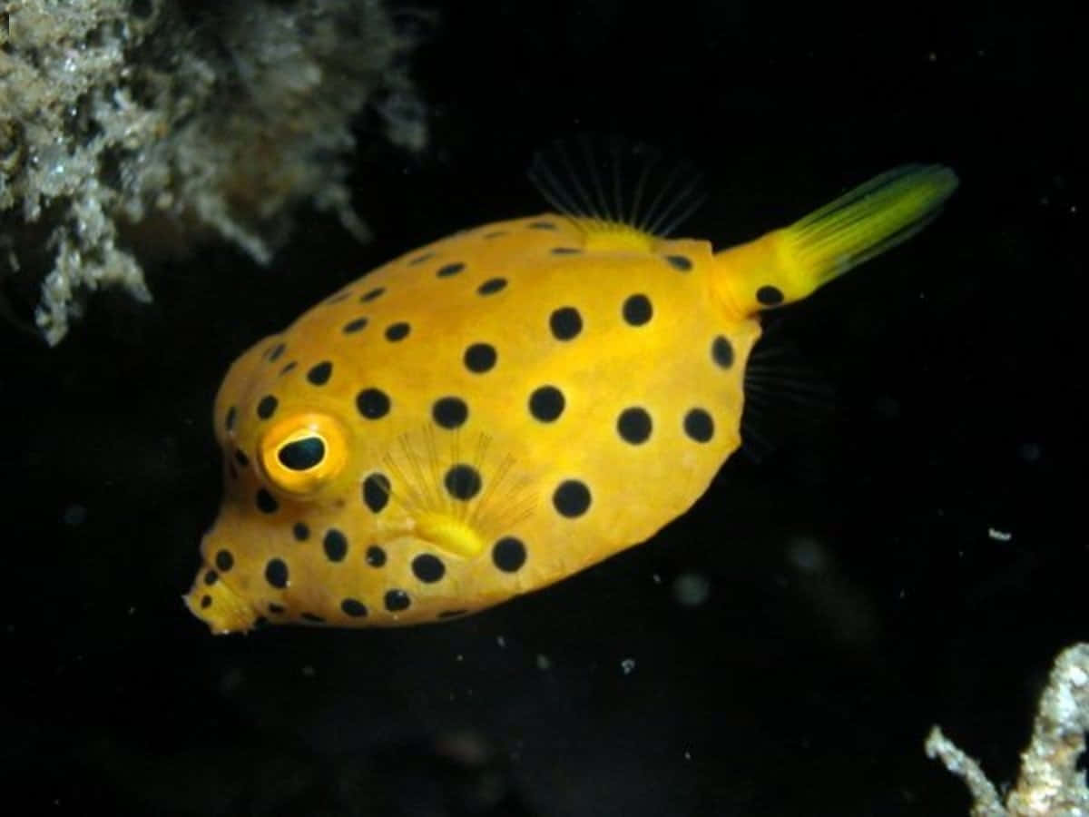 colorful boxfish, yellow boxfish, black spots, SD Desktop Wallpaper