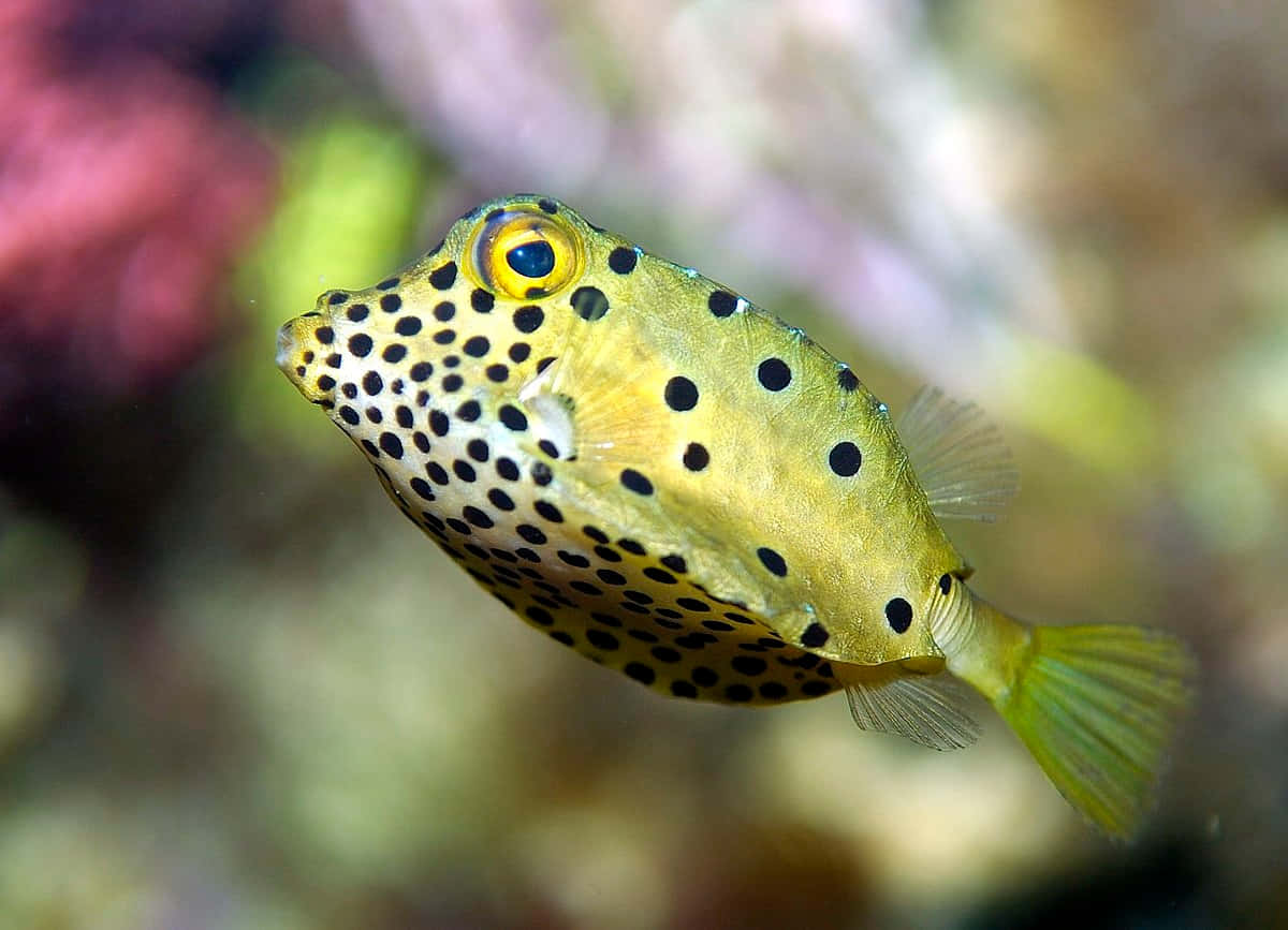 yellow boxfish, black spots, colorful coral reef, SD Desktop Wallpaper