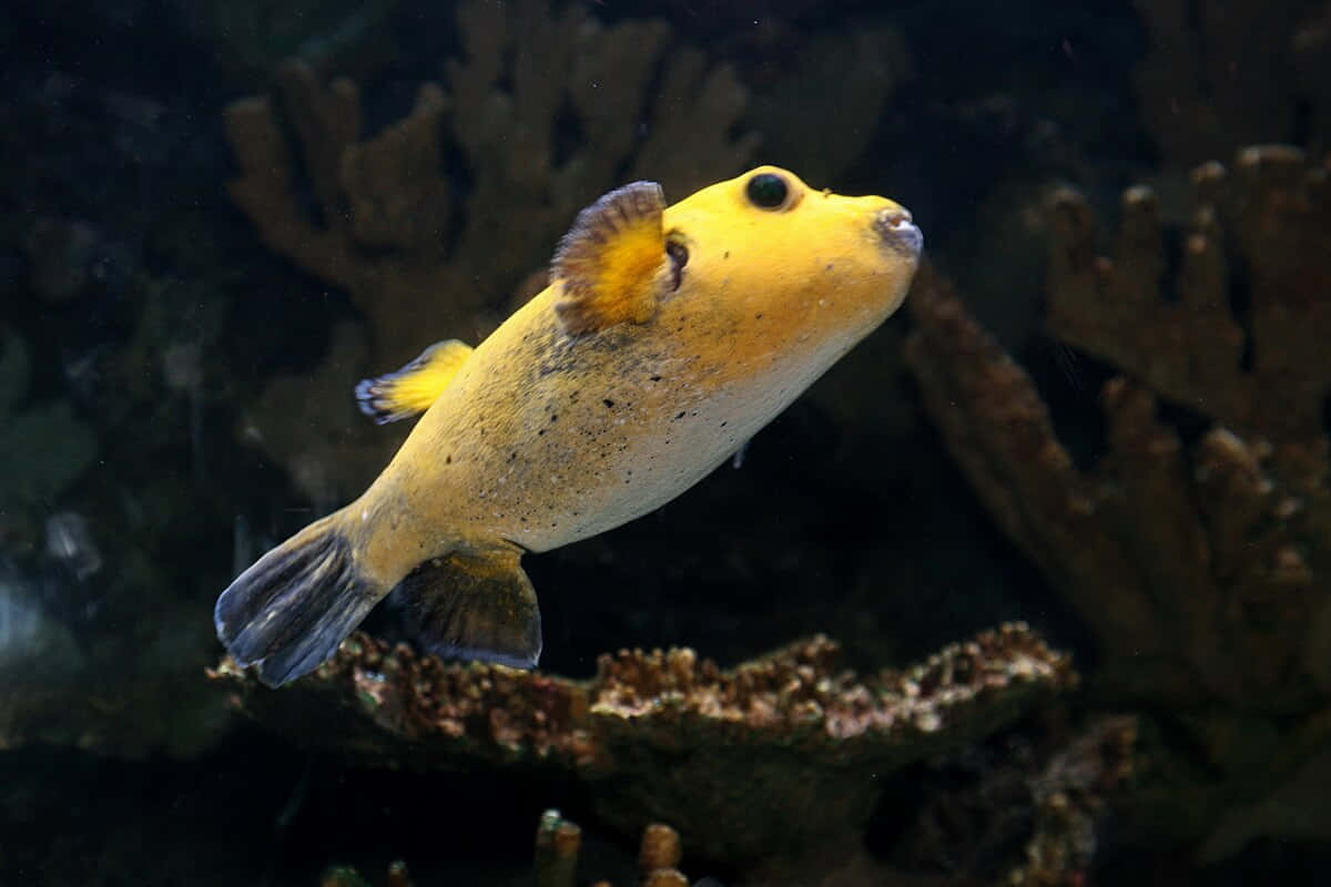 yellow boxfish, pufferfish, dark spots, SD Desktop Wallpaper