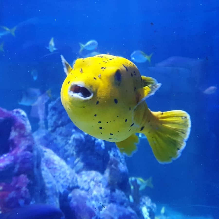 yellow boxfish, vivid blue aquarium, purple coral, SD Desktop Wallpaper