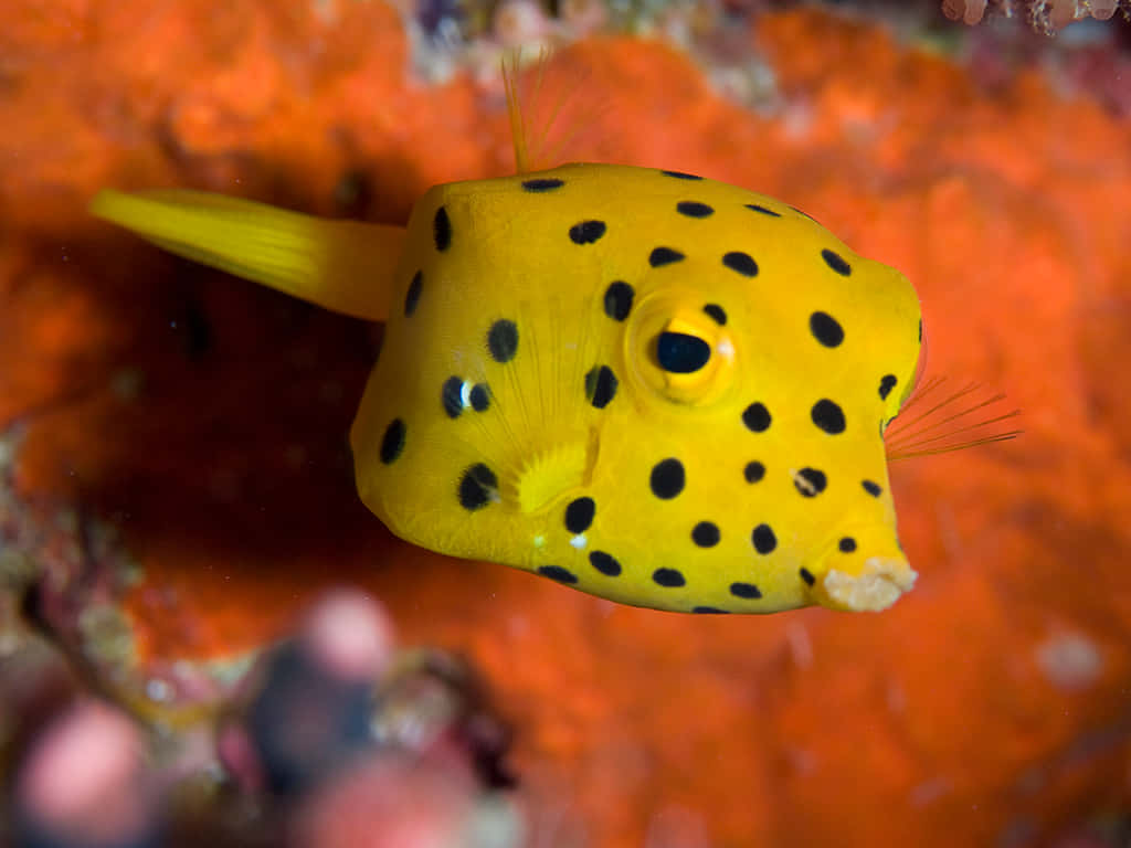 yellow boxfish, black spots, vivid orange coral, SD Desktop Wallpaper