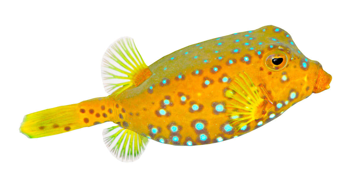 vibrant yellow boxfish, blue spots, fan-like fins, SD Desktop Wallpaper