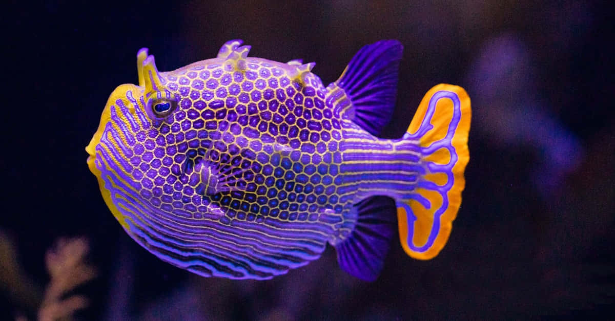 vibrant purple and yellow boxfish, hexagonal patterns, shallow waters, SD Desktop Wallpaper