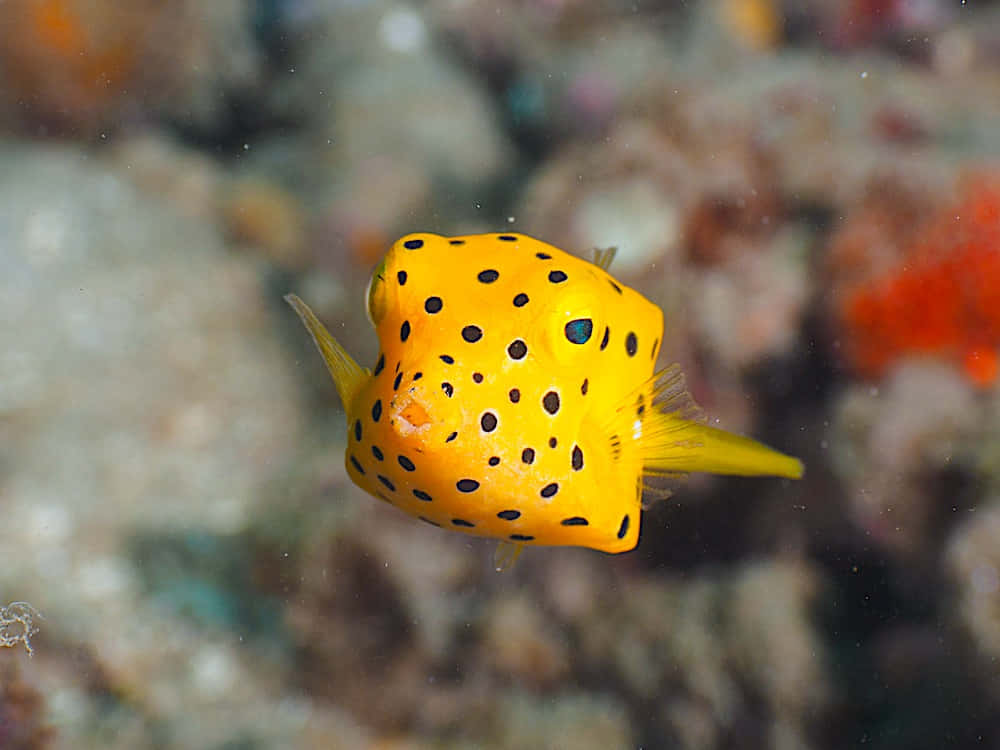 yellow boxfish, black spots, colorful coral reef, SD Desktop Wallpaper