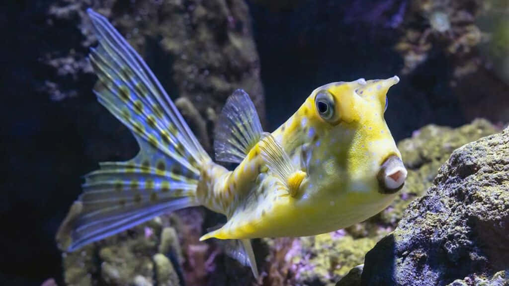 yellow boxfish, blue spotted fins, colorful coral, SD Desktop Wallpaper