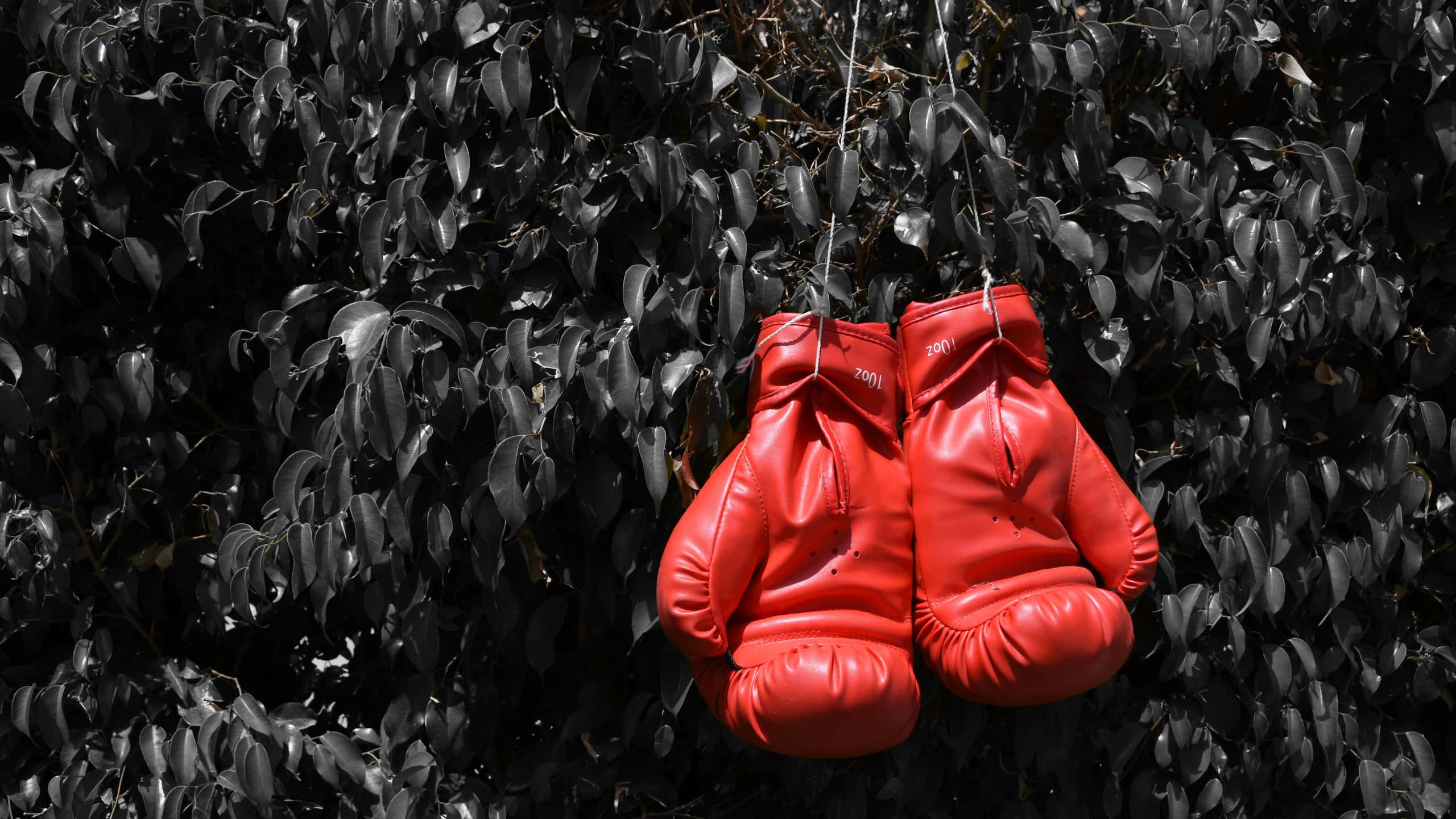 red boxing gloves, leafy background, black leafy bush, 2K Desktop Wallpaper