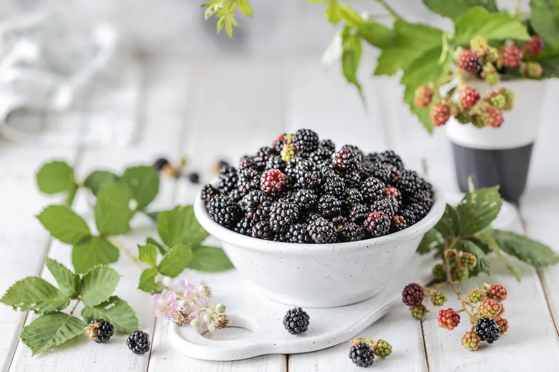 Boysenberry