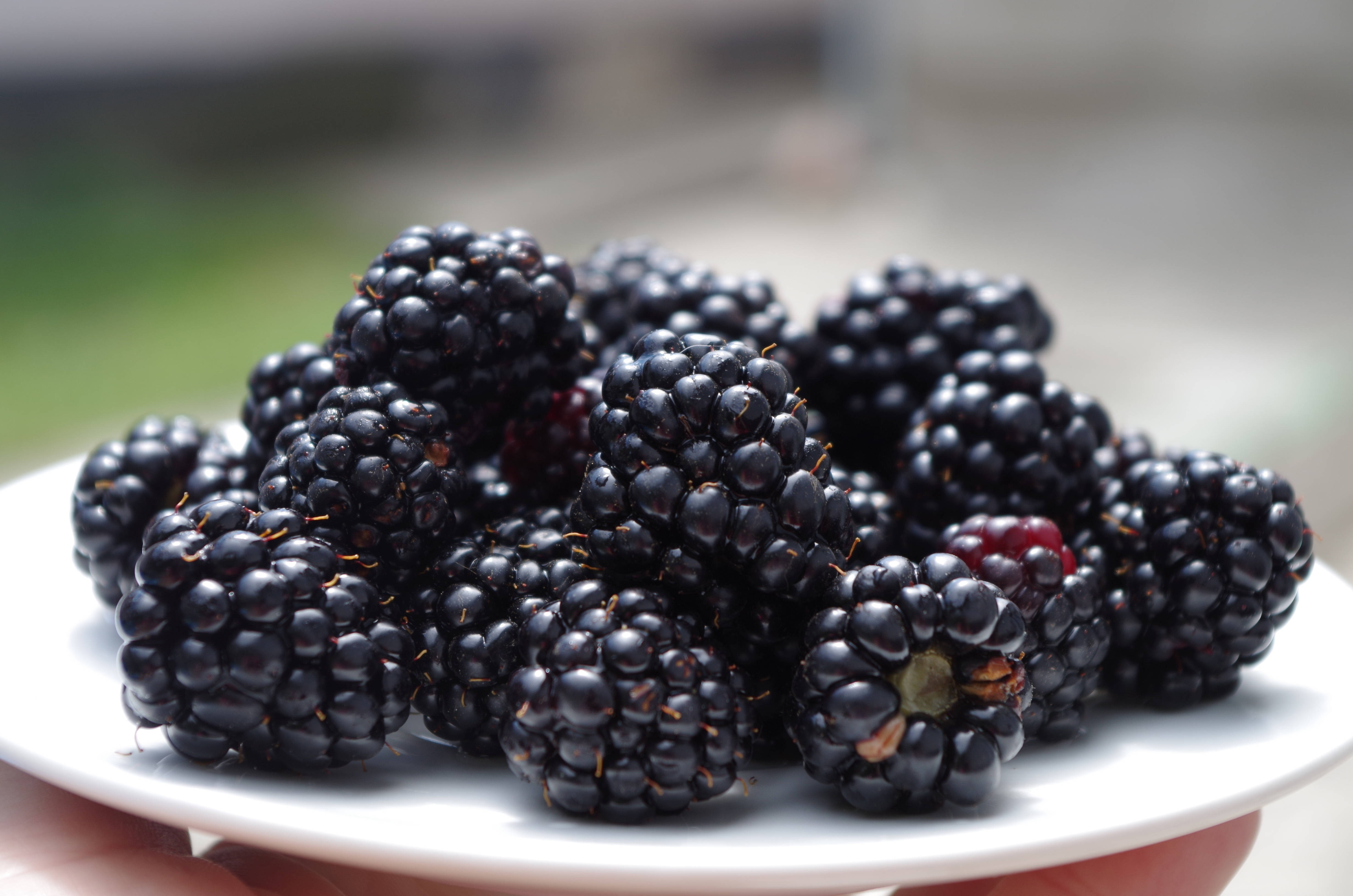 Boysenberry, white plate, glossy blackberries, 4K Desktop Wallpaper