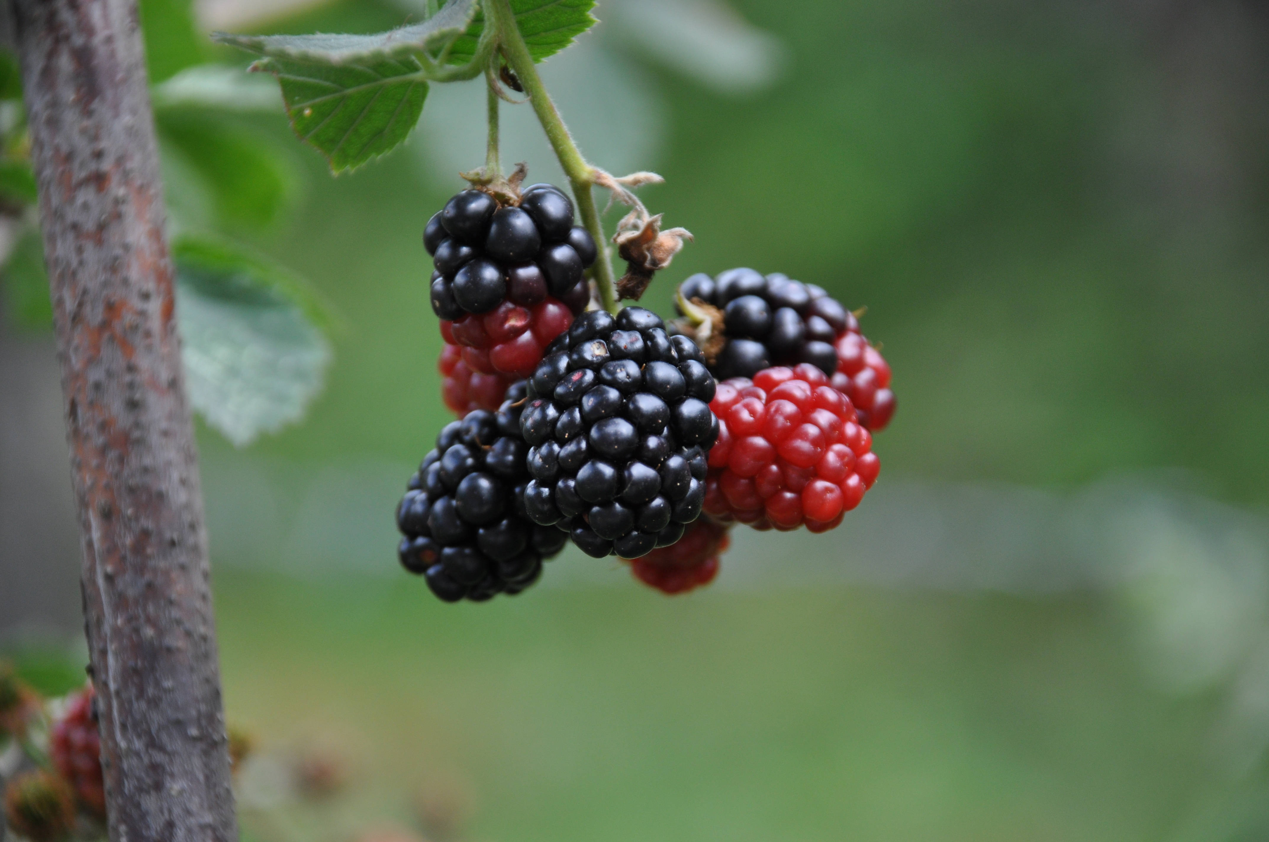 Boysenberry, raspberry family, blackberries, 4K Desktop Wallpaper