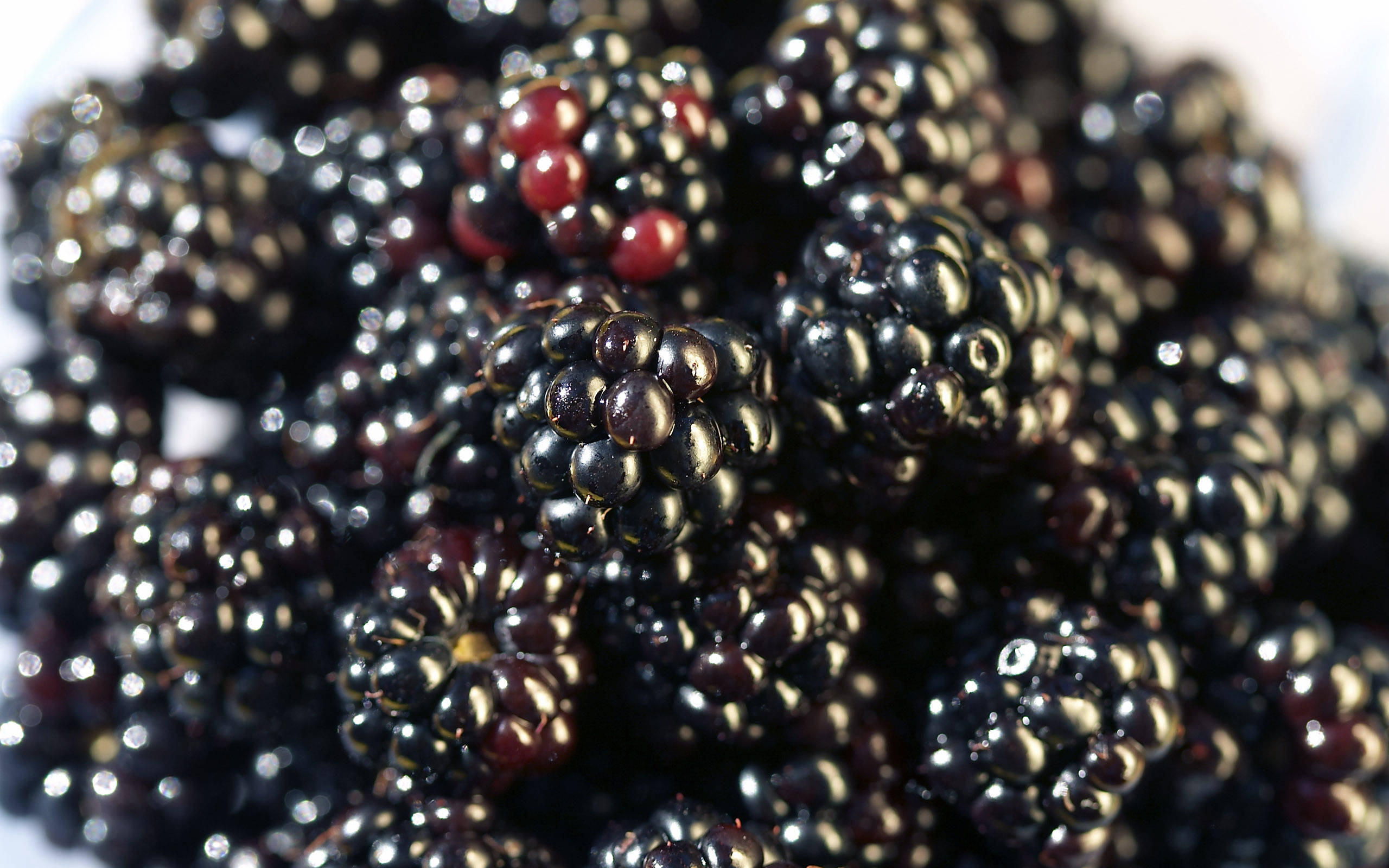 boysenberry hybrid berry, glossy blackberries, hints of red, 2K Desktop Wallpaper