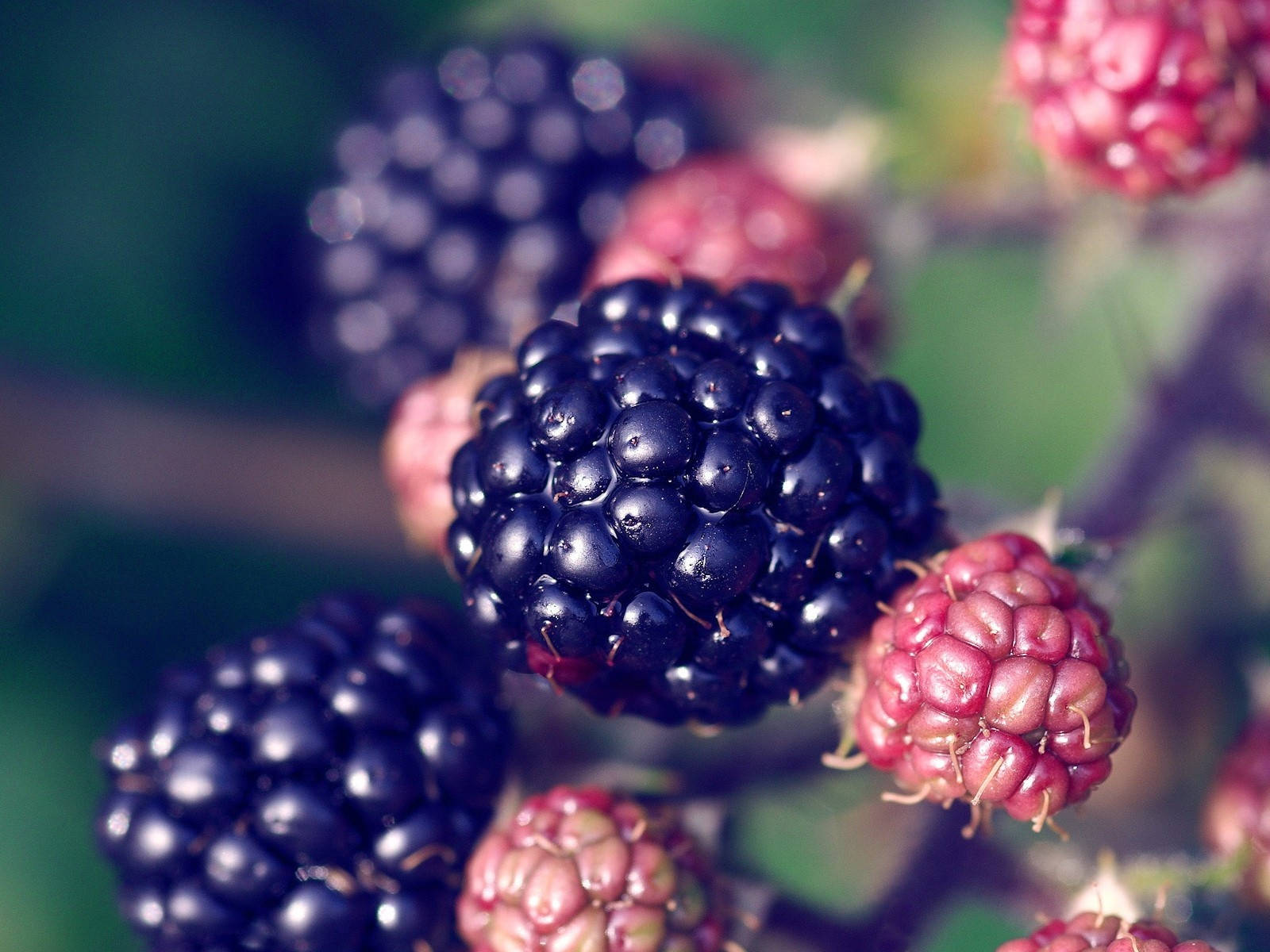 Boysenberry, blackberries, unripe pink ones, HD Desktop Wallpaper
