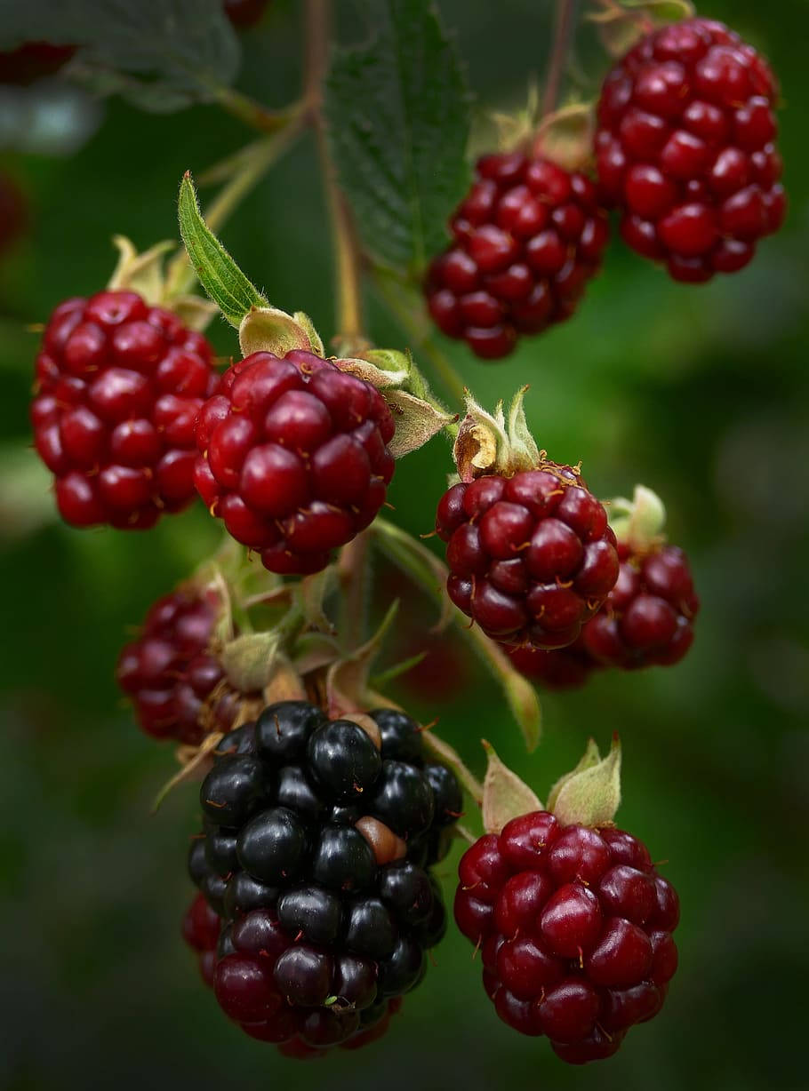 Boysenberry, twigs, vine, SD Phone Wallpaper