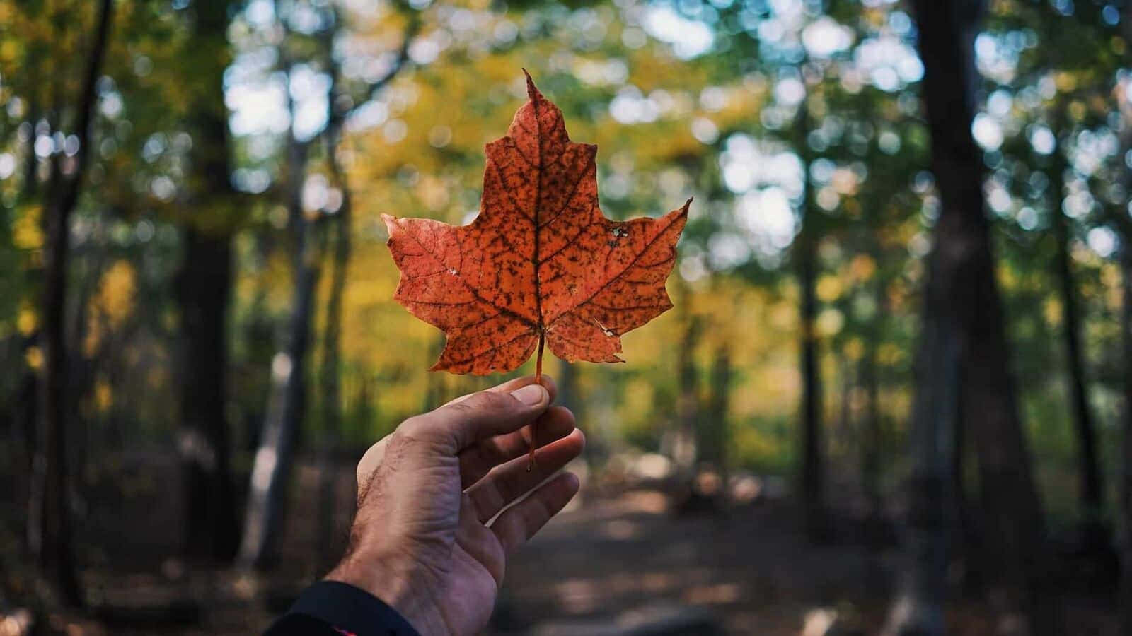 Brampton Forest, autumn forest, vibrant red maple leaf, HD Desktop Wallpaper
