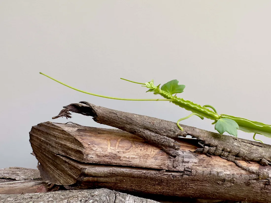 Branch