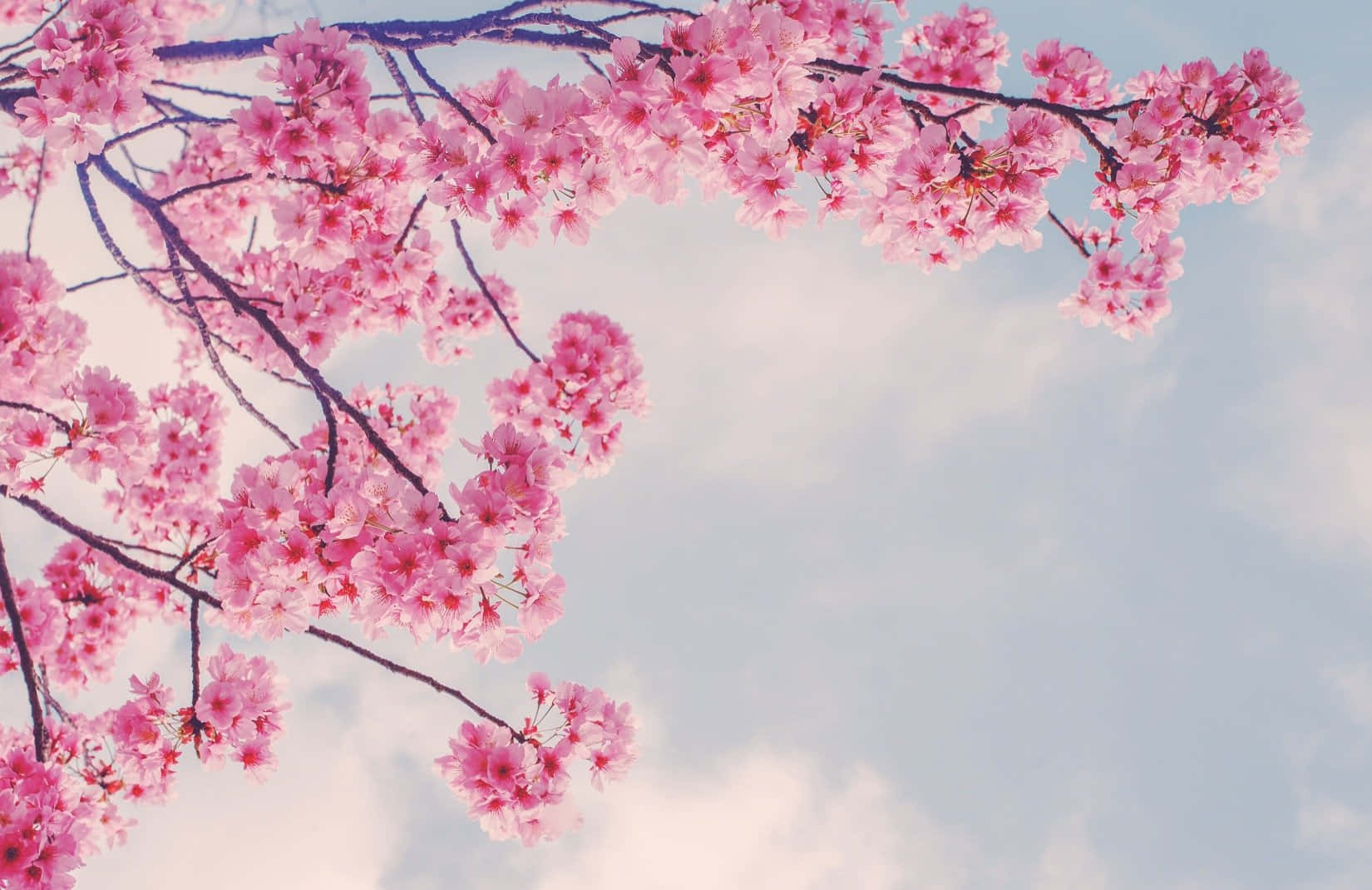 pink sakura branches, spring, cherry blossoms, HD Desktop Wallpaper