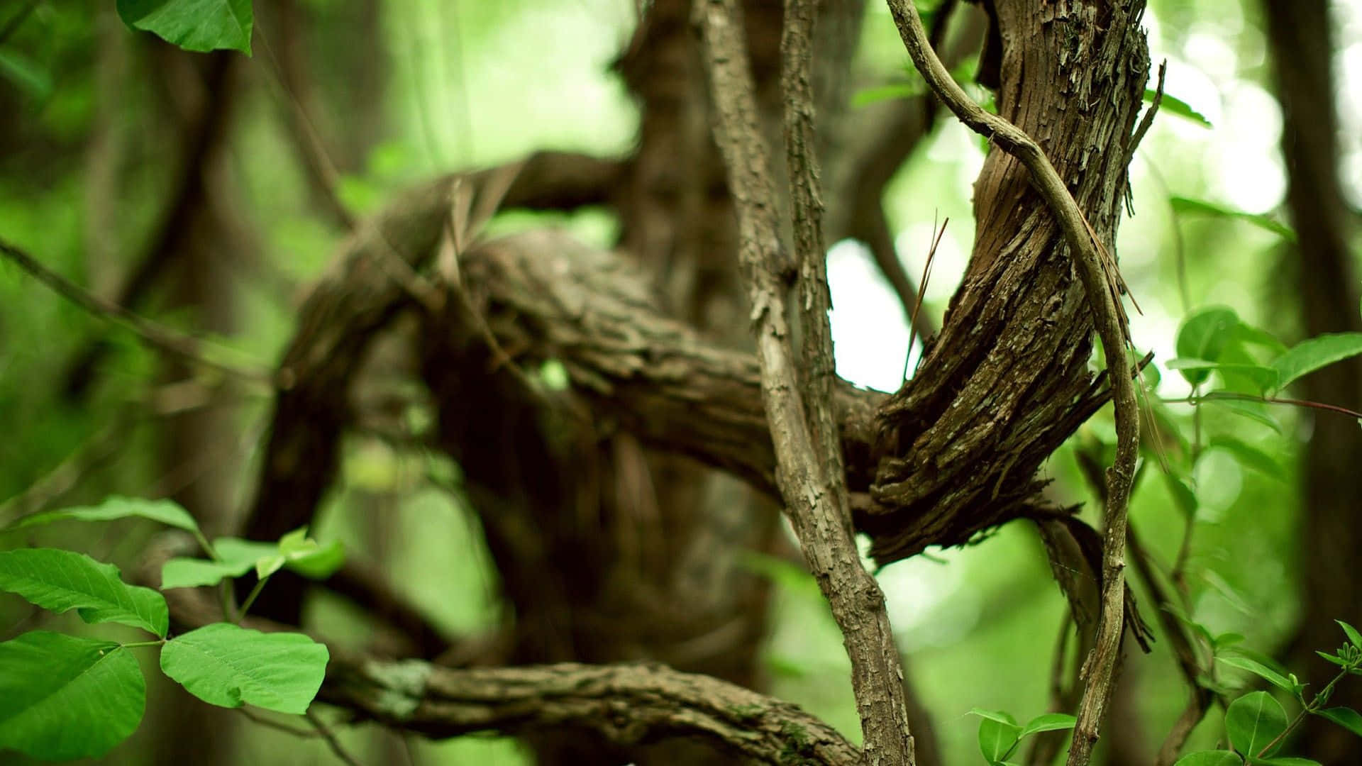 liana, woody vine, tree branches, Full HD Desktop Wallpaper