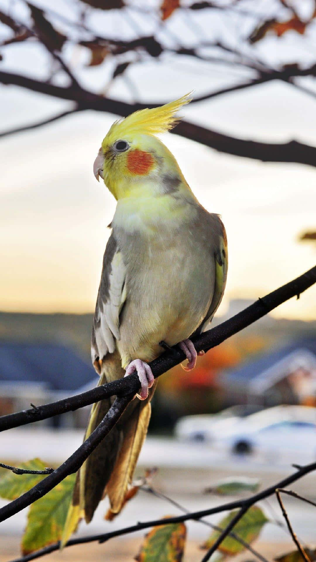Cockatiel, branch, sunset sky, Full HD Phone Wallpaper