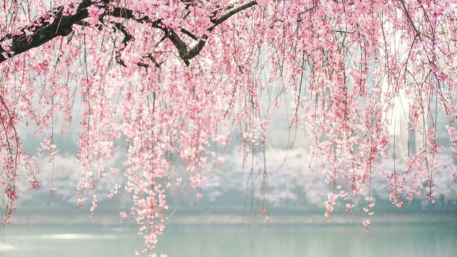 pink cherry blossom tree branches, dark branches, calm lake, Full HD Desktop Wallpaper