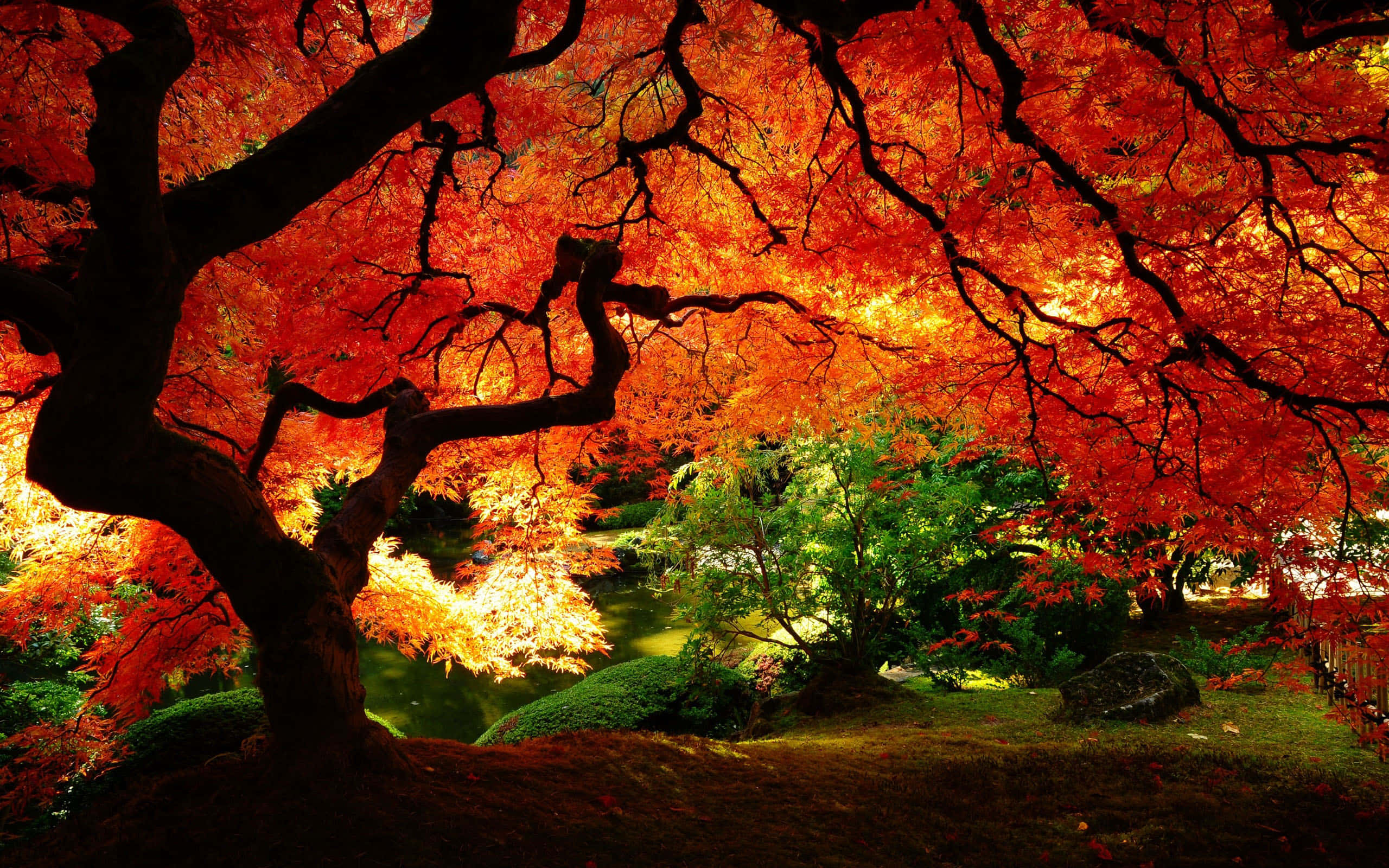 Japanese maple tree, autumn leaves, fiery red leaves, 2K Desktop Wallpaper