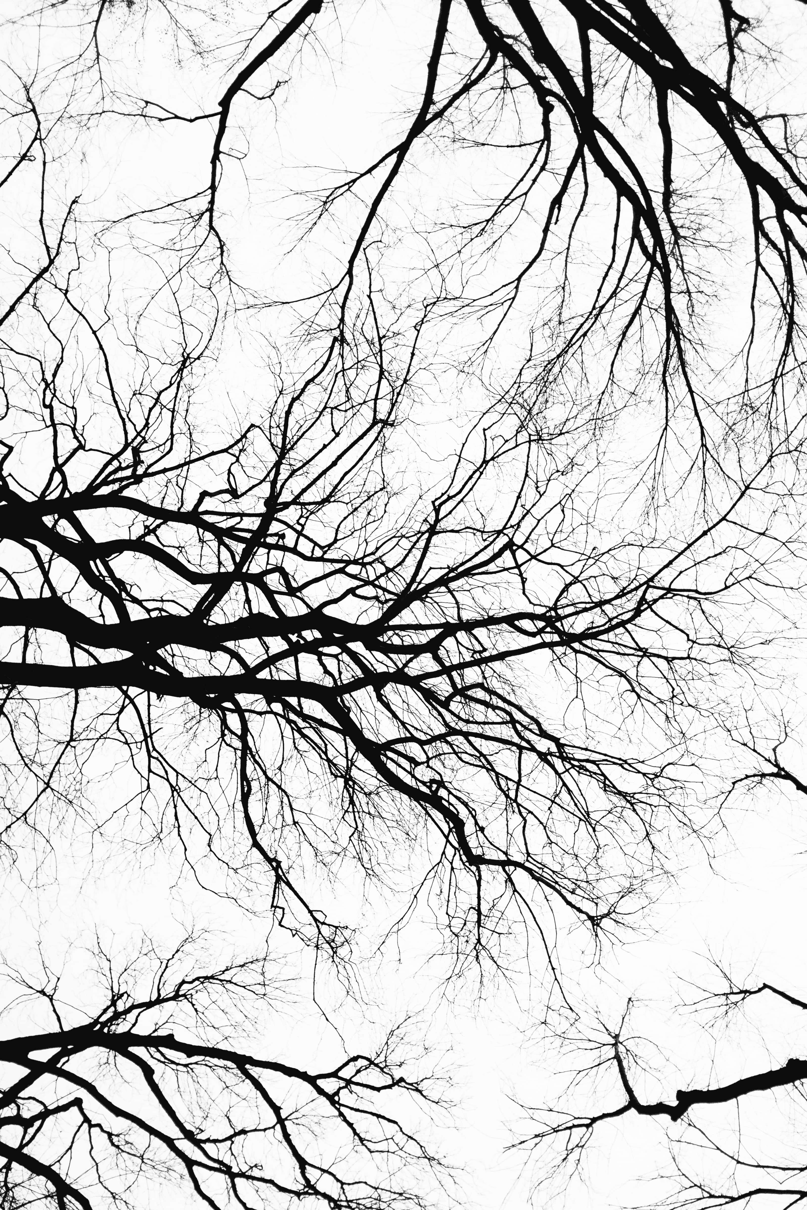 black and white, bare tree branches, silhouetted, 4K Phone Wallpaper