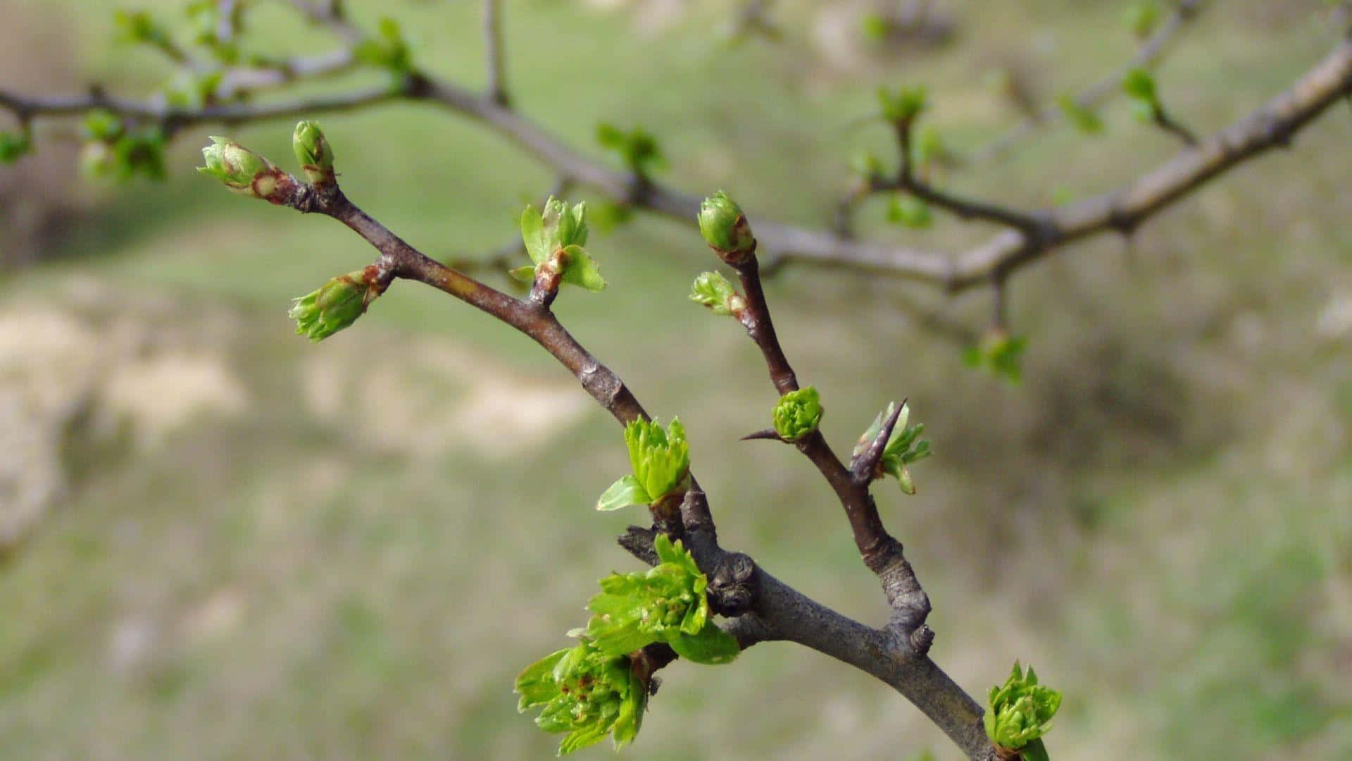 tree branches, budding tree branches, fresh green leaves, Full HD Desktop Wallpaper