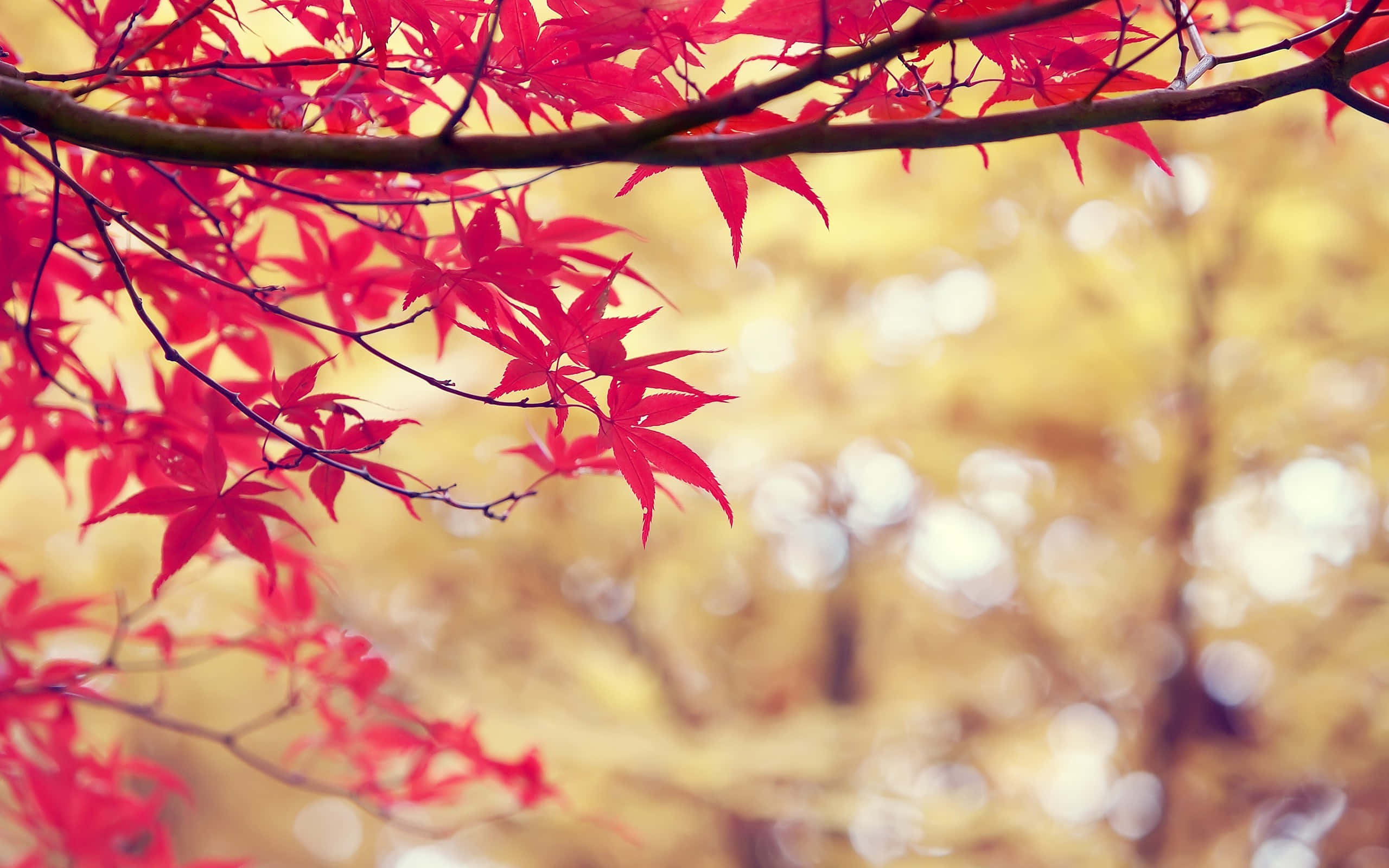 autumn, maple leaves, branches, 2K Desktop Wallpaper