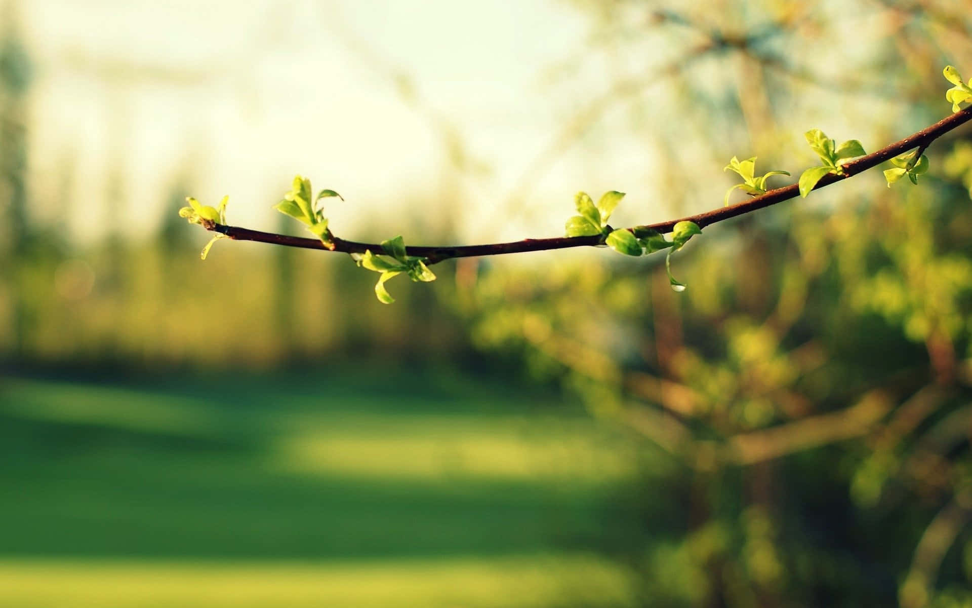 Branch, green blooming leaves, sun-drenched, Full HD Desktop Wallpaper