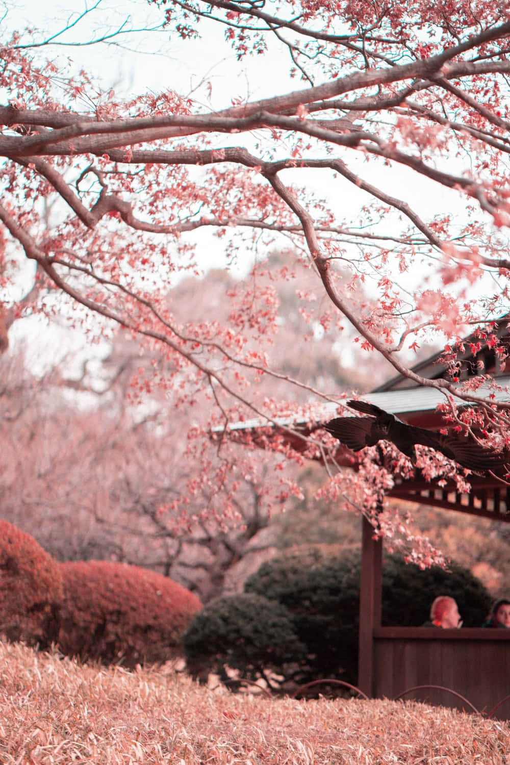 cherry blossom flower tree branches, traditional wooden pavilion, Japanese garden, HD Phone Wallpaper
