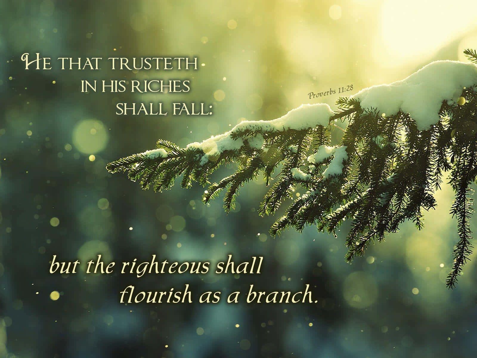 snow-dusted pine branch, bokeh background, golden light, HD Desktop Wallpaper