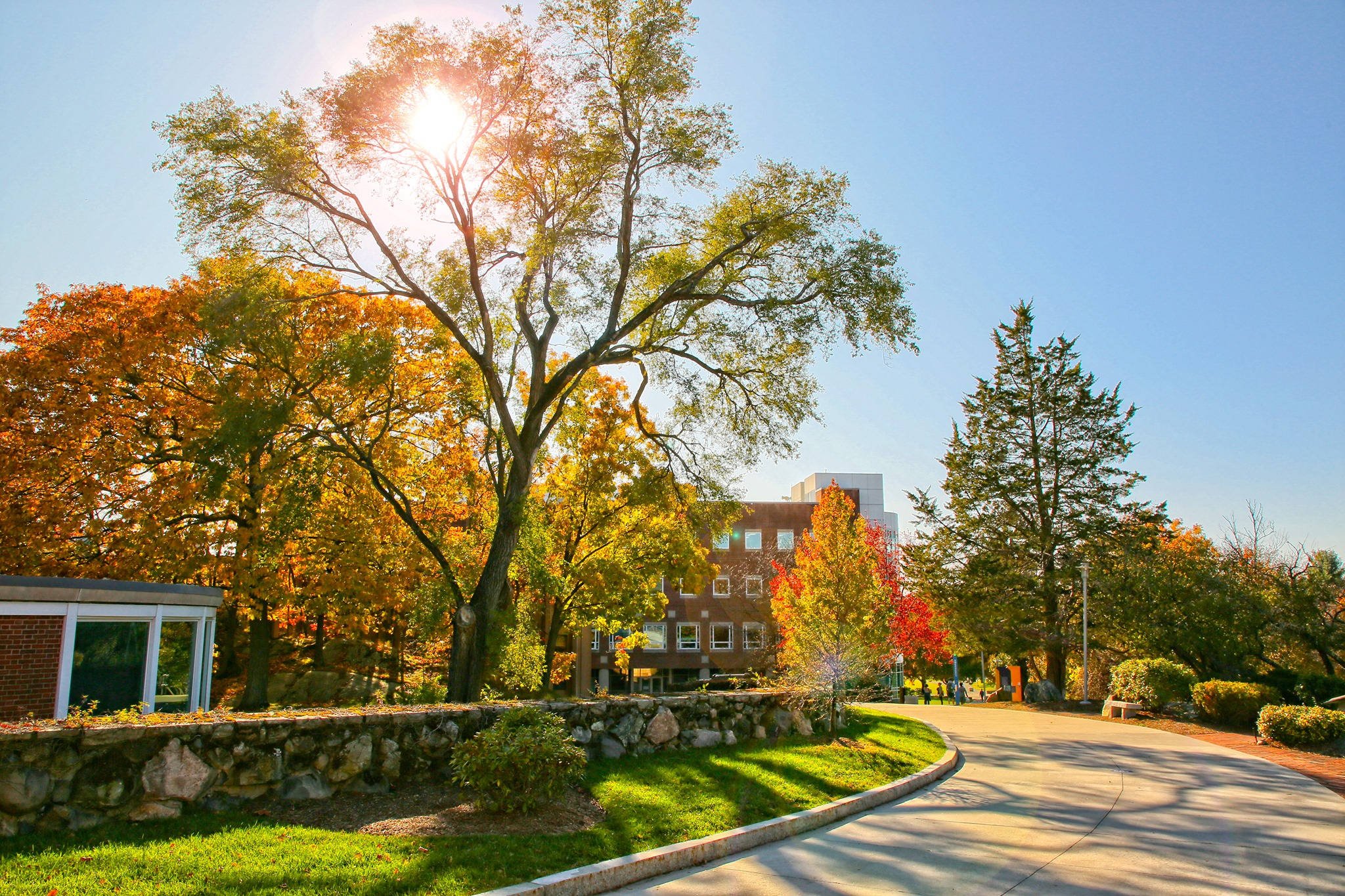 Brandeis University, autumn trees, sunlight, Full HD Desktop Wallpaper