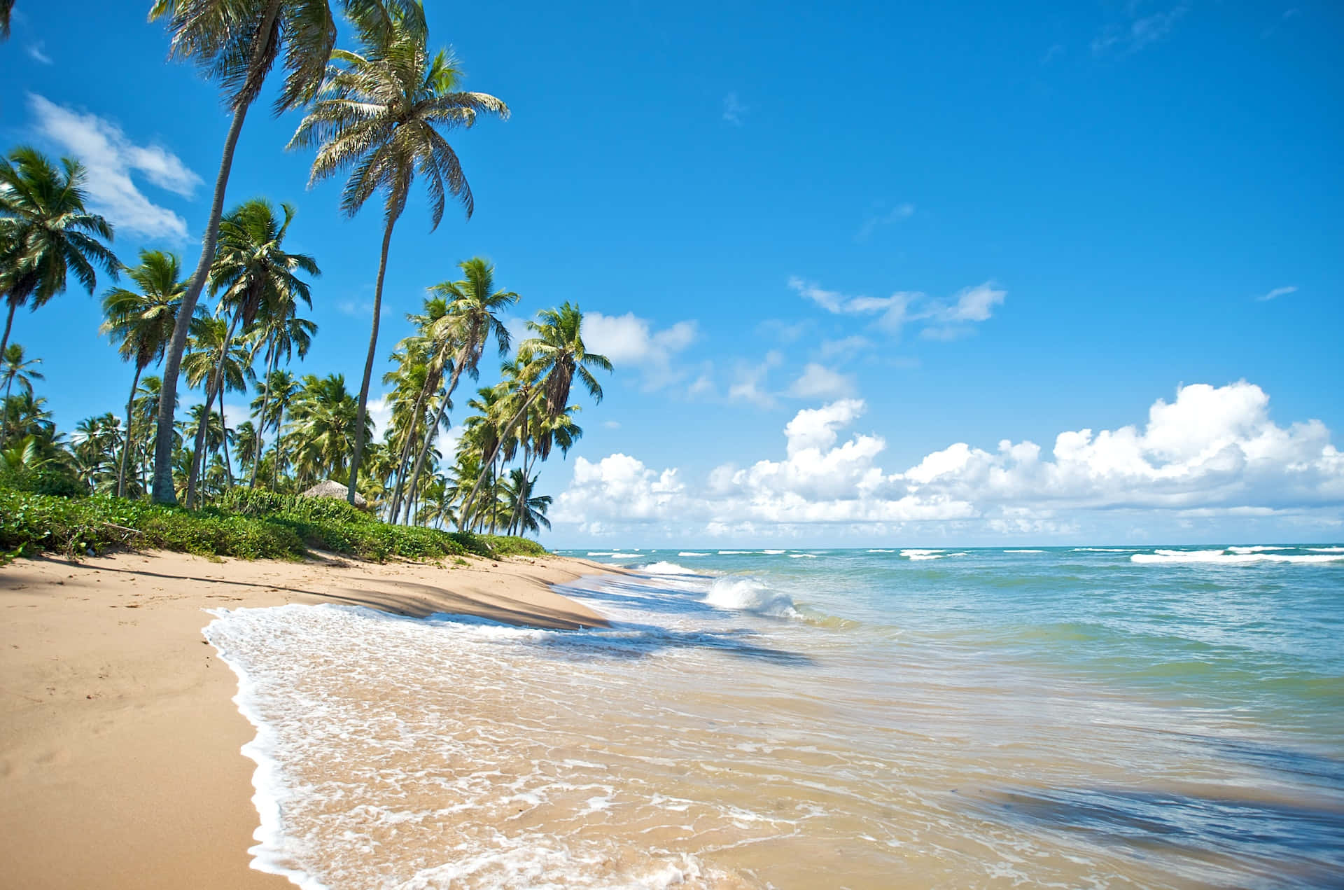 Brazilian Beach, golden sand, palm trees, Full HD Desktop Wallpaper