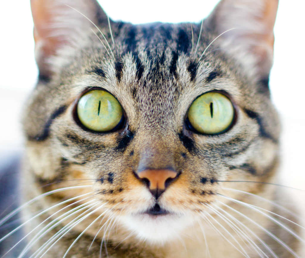 Brazilian Shorthair, tabby cat, intense green eyes, SD Desktop Wallpaper
