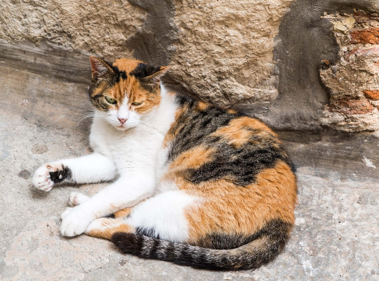 Brazilian Shorthair, calico, white orange and black fur, HD Desktop Wallpaper
