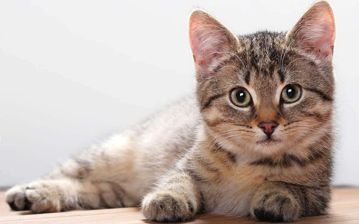 Brazilian Shorthair, tabby kitten, wide green eyes, SD Desktop Wallpaper