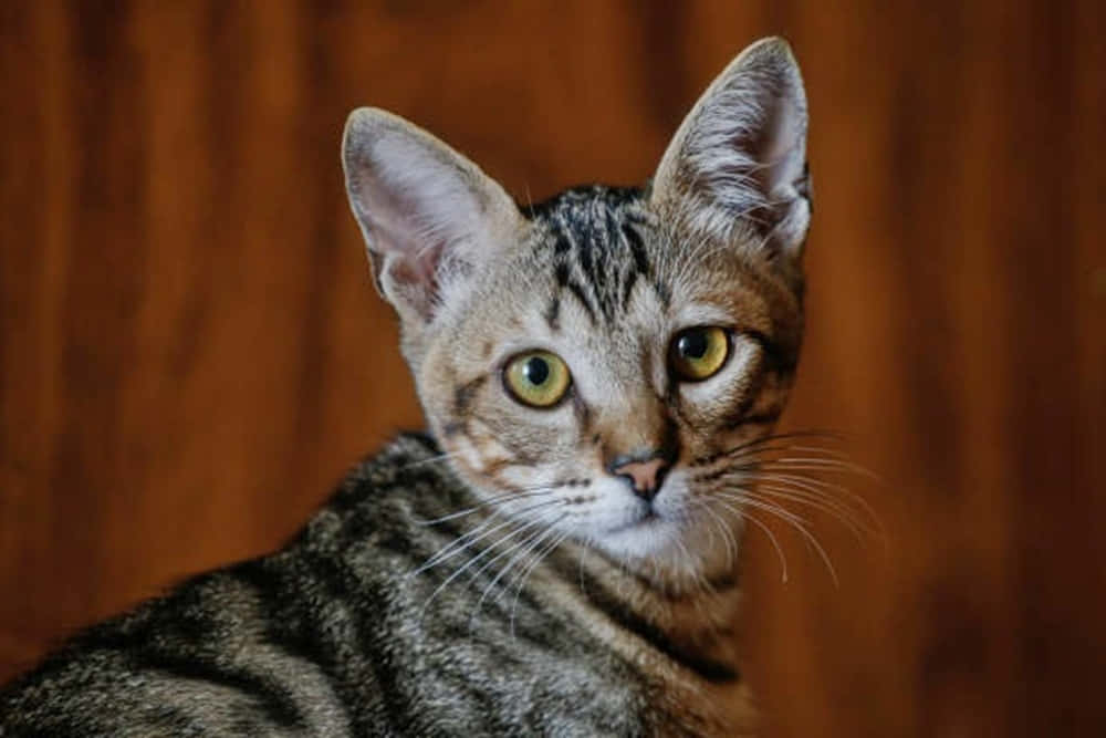 Brazilian Shorthair, tabby cat, green eyes, SD Desktop Wallpaper