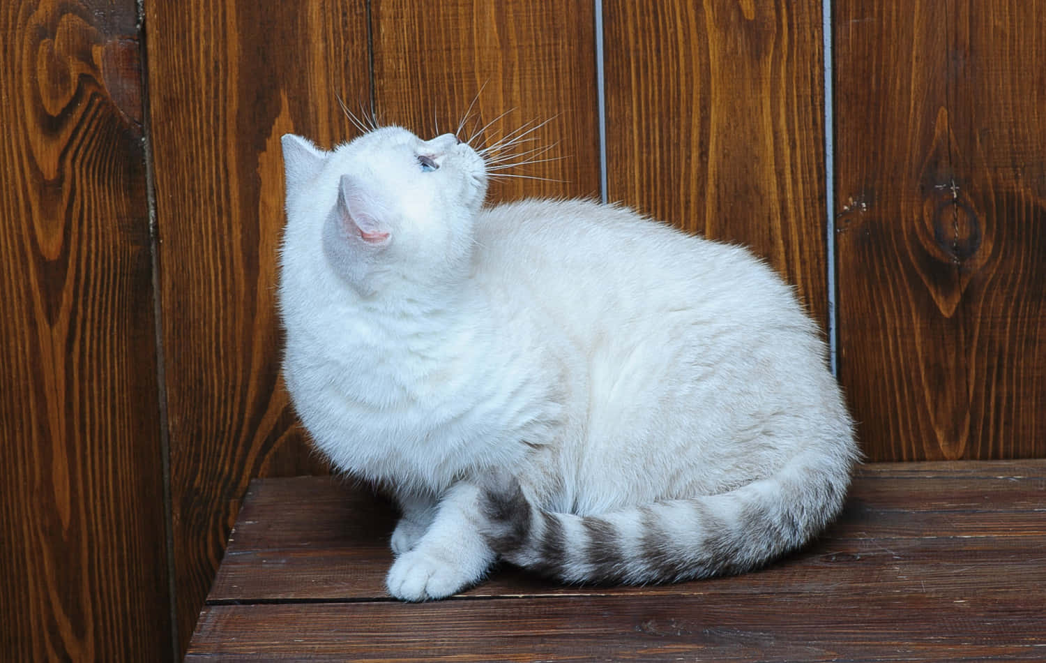 Brazilian Shorthair, white cat, striped tail, HD Desktop Wallpaper