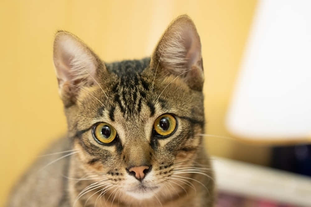Brazilian Shorthair, tabby cat, yellow eyes, SD Desktop Wallpaper