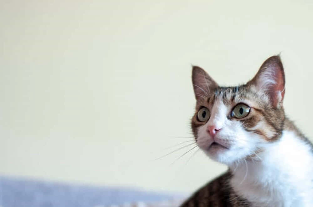 Brazilian Shorthair, tabby cat, wide green eyes, SD Desktop Wallpaper
