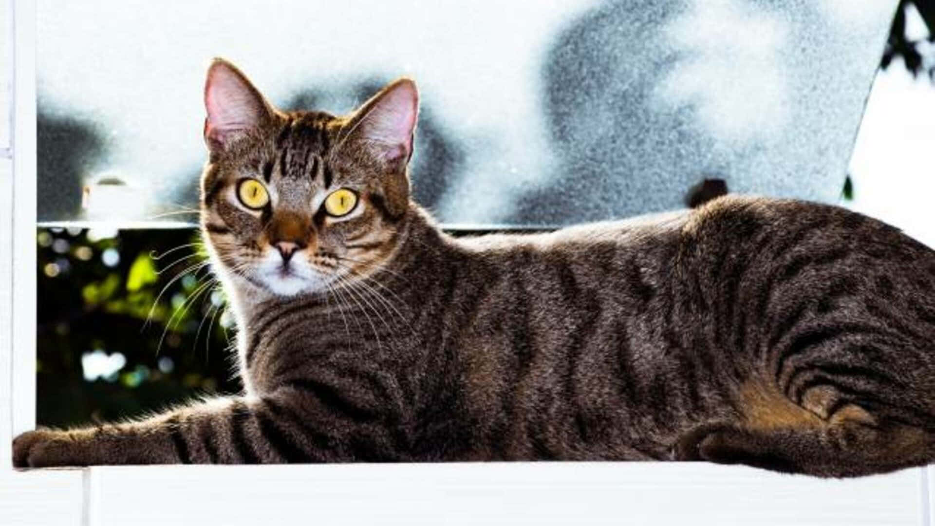 Brazilian Shorthair, tabby cat, yellow eyes, Full HD Desktop Wallpaper