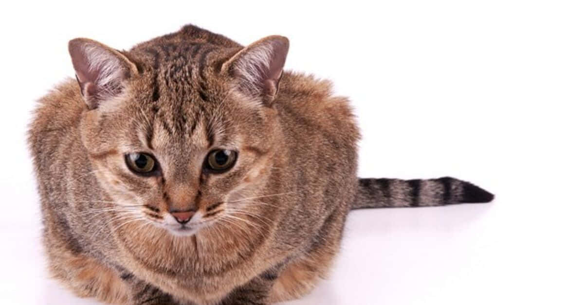 Brazilian Shorthair, tabby cat, striking green eyes, SD Desktop Wallpaper