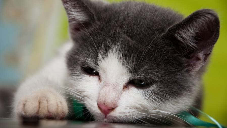 Brazilian Shorthair, gray and white, kitten, SD Desktop Wallpaper