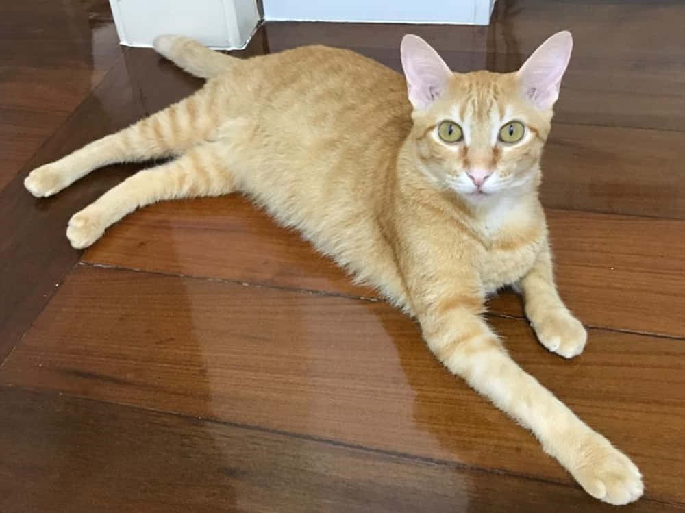Brazilian Shorthair, ginger tabby, polished wooden floor, SD Desktop Wallpaper