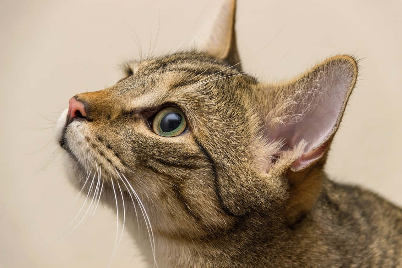 Brazilian Shorthair, tabby cat, intense green eyes, HD Desktop Wallpaper