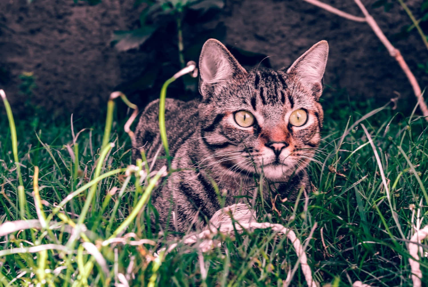 Brazilian Shorthair, yellow eyes, vibrant green grass, HD Desktop Wallpaper